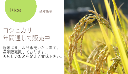 コシヒカリ　年間通して販売中　新米は９月より販売いたします。通年販売致しております。美味しいお米を是非ご賞味下さい。